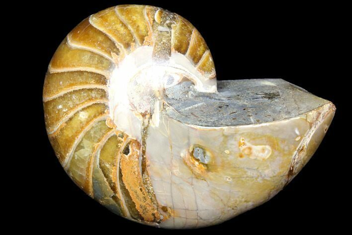 Polished Fossil Nautilus - Madagascar #113507